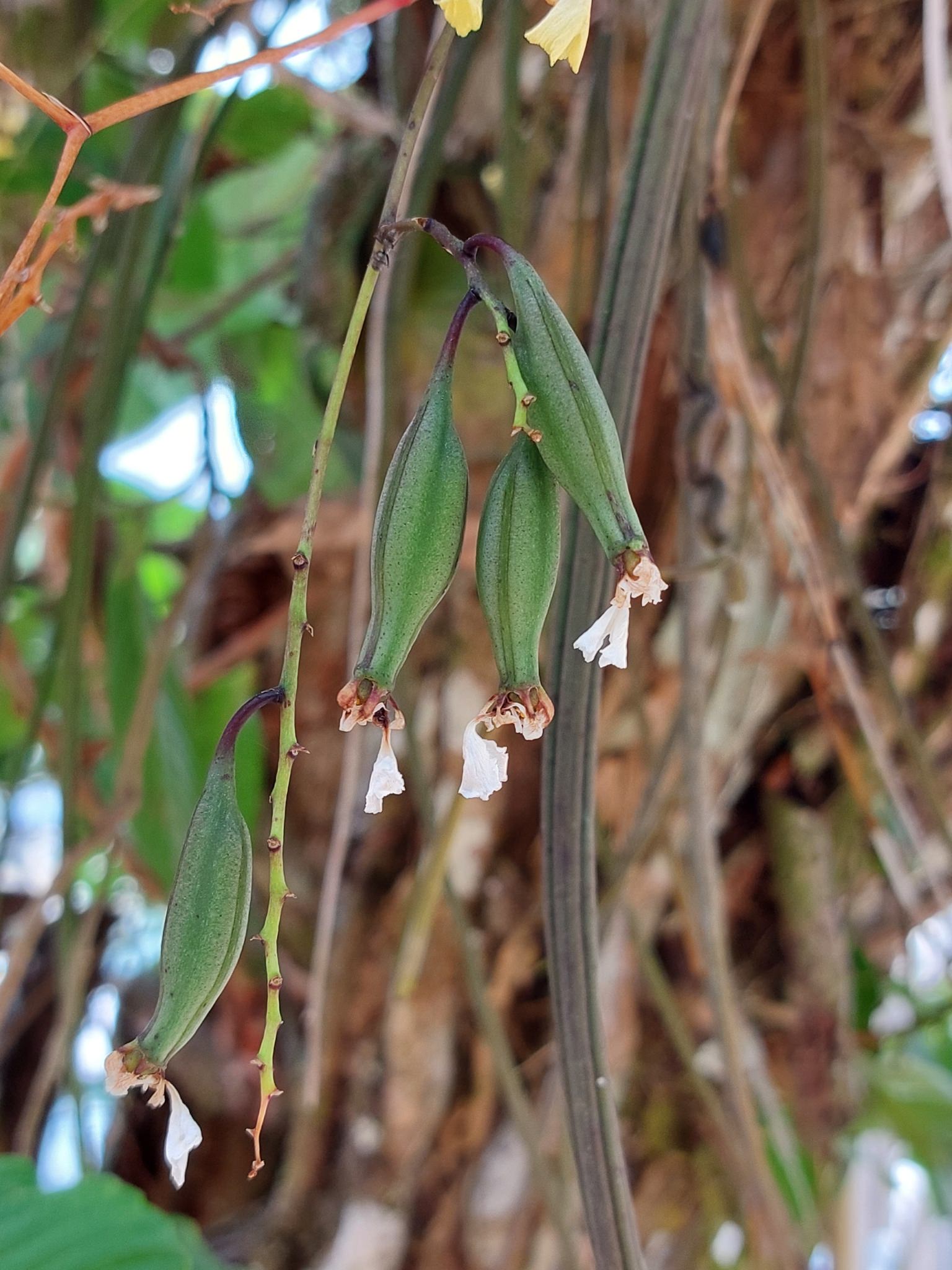Oncidium stipitatum